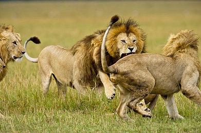 《红霞岛》新一期角色预告片：战斗工程师雷米